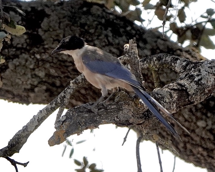 azure-winged magpie